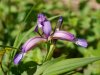 Iris graminea, Irurtzun aldean