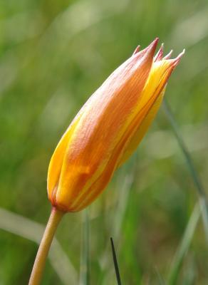 Tulipa sylvestris